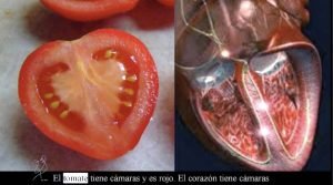 La naturaleza hizo el tomate parecido al corazón
